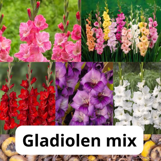 Gladiolen