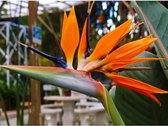 Paradijsvogelbloem - Strelitzia Reginea - 10 Zaden - Exotische / Tropische Kamer en Terras plant - Garden Select