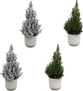 2x Kerstboom + 2x Kerstboom met sneeuw inclusief elho Vibes Fold Round wit - Potmaat 22cm - Hoogte 60cm