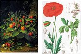 Set van 2 theedoeken - kunst collectie - Schlesinger, Aardbeien - Poppy, Hortus Bortanicus - 100 % katoen 50 x 70 cm by supervintage
