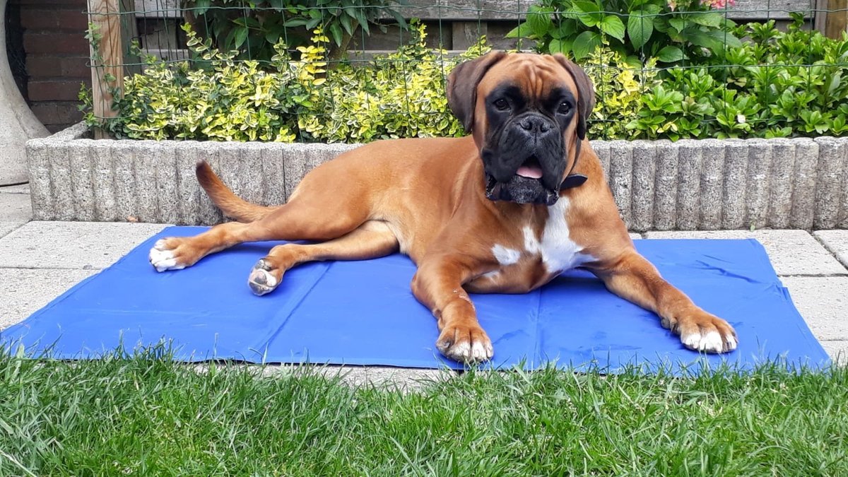 Bol.com Trixie Koelmat Hond - Blauw - 90 x 50 cm aanbieding