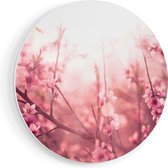 Artaza Forex Muurcirkel Roze Bloesemboom Met Zonneschijn - 50x50 cm - Klein - Wandcirkel - Rond Schilderij - Muurdecoratie Cirkel