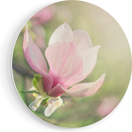 Artaza Forex cercle mural Bloem de magnolia rose - 40x40 cm - Klein - cercle mural - peinture ronde - cercle de Décoration murale