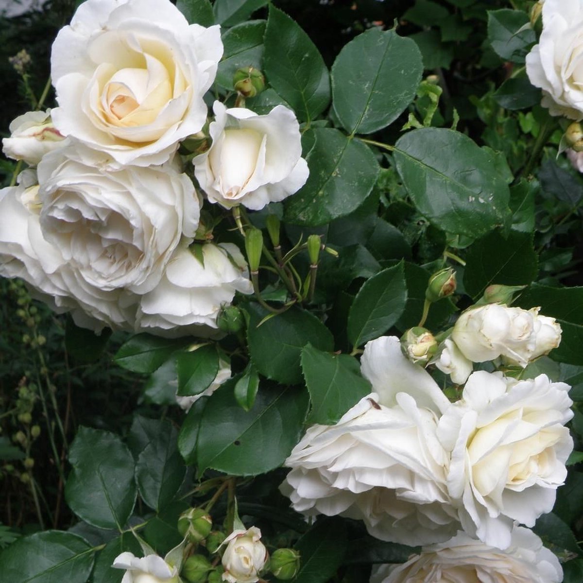 8 x Witte Trosroos - Rozen als Borderplanten Winterhard - Rosa the Fairy 'White' in C1.5(liter) pot met hoogte 10-20cm