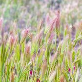 MRS Seeds & Mixtures Prairietuin compleet bloemenmengsel – erg duurzaam – hitte bestendig – aantrekkelijk voor bestuivende insecten – meerjarige bloemen – biodiversiteit bevorderend- Groeihoogte: 20-150 cm