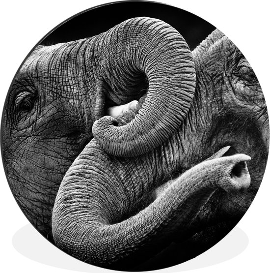 WallCircle - Wandcirkel - Muurcirkel - Olifant - Dier - Slurf - Aluminium - Dibond - 140x140 cm - Binnen en Buiten