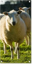 Tuinposter Schapen - Dieren - Wol - 40x80 cm - Wanddecoratie Buiten - Tuinposter - Tuindoek - Schuttingposter - Tuinschilderij