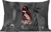 Buitenkussens - Tuin - Vlinder - Dieren - Bloemen - Zwart wit - Oranje - 50x30 cm