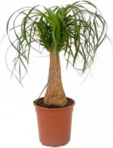 Firenze Bloemenatelier - Beucarnea 'Recurvata' | Olifantspoot per stuk - kamerplant in kwekerspot ⌀19 cm - 60 cm