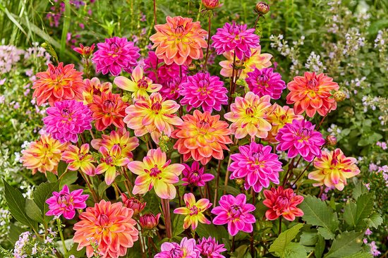 Dahlia Pacific Mix - 3 Knollen - Kleurrijke mix van verschillende opvallende dahlia bloemen. - Garden Select