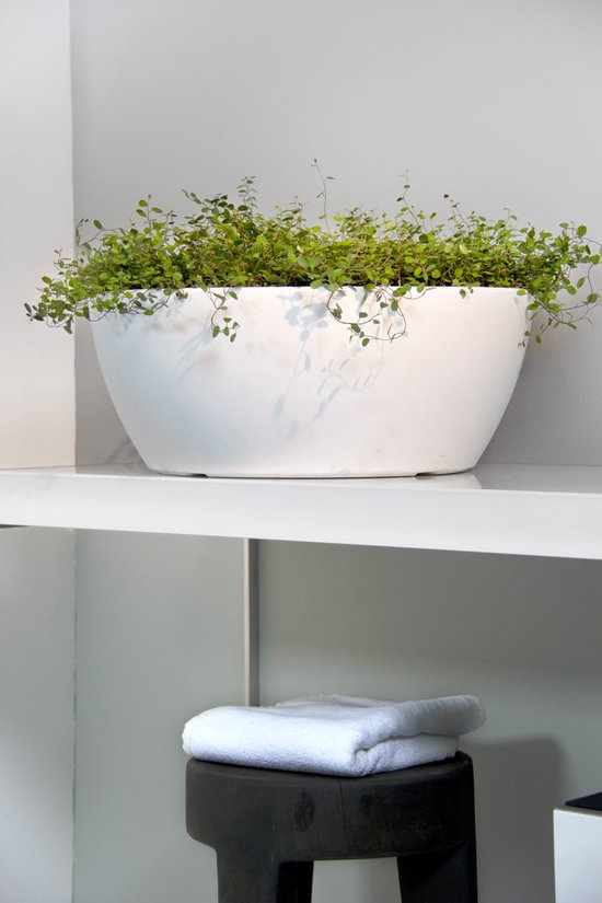 Bol à fleurs Bol à plantes Rond Thetis 50x17cm BLANC Nicoli