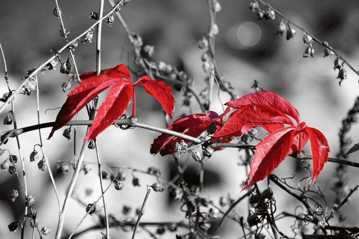 Fotobehang - Red Leaves on Black 375x250cm - Vliesbehang