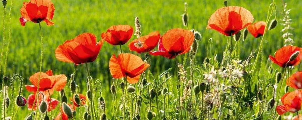 Fotobehang - Poppy Field 375x150cm - Vliesbehang