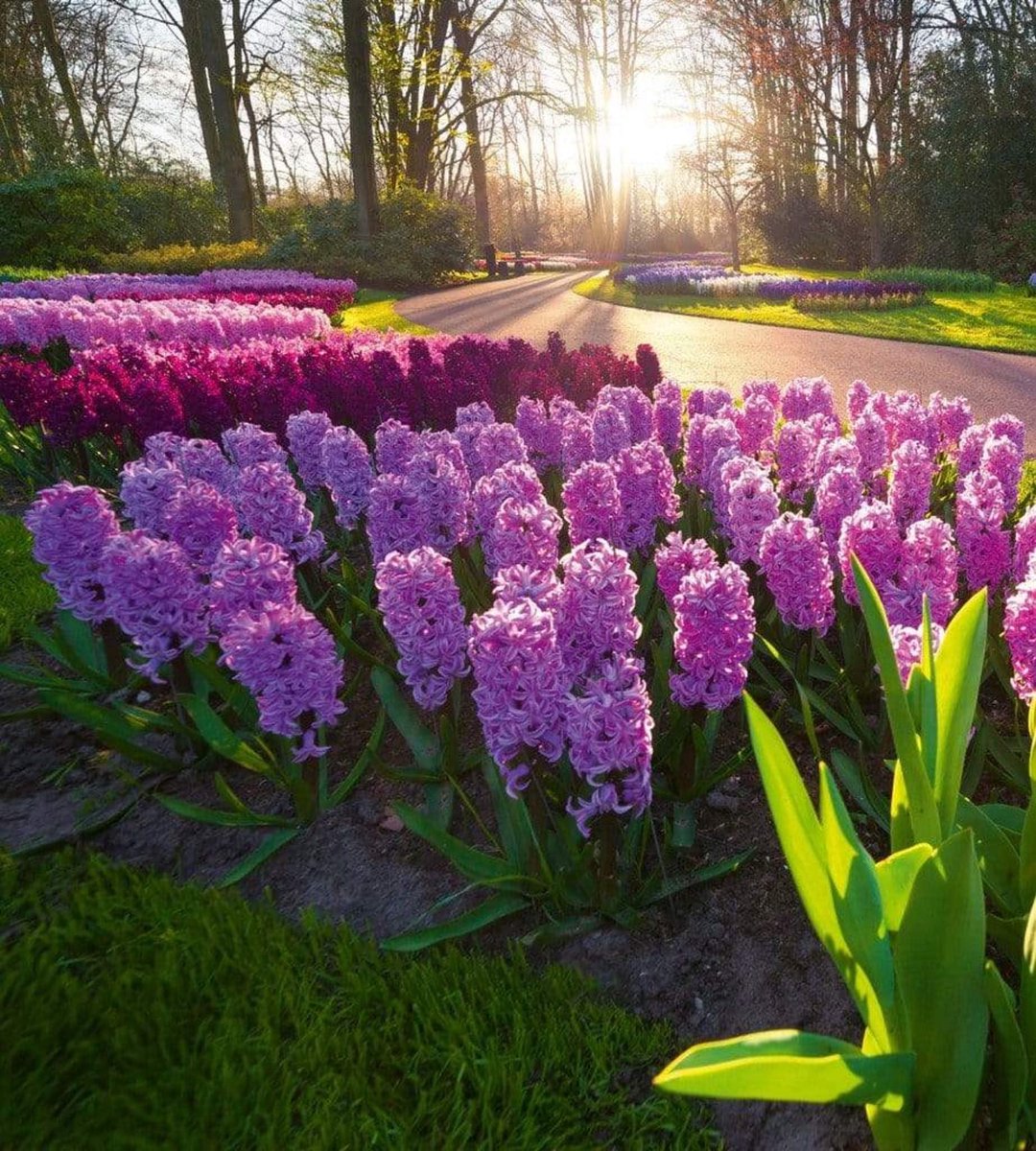 Fotobehang - Hyacint Flowers 225x250cm - Vliesbehang