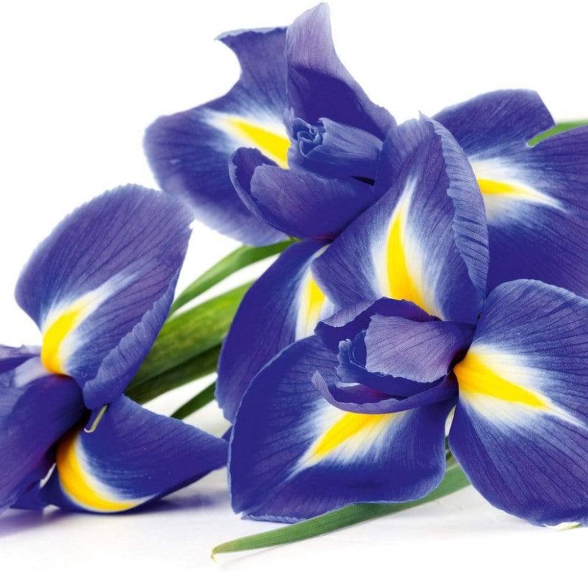 Fotobehang - Iris 225x250cm - Vliesbehang