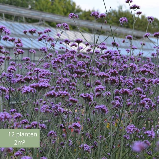Paarse Verbena Bonariensis bloemen in een veld, 12 planten 2m².