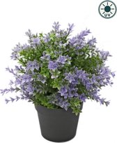 Kunstplant Buxus paars 22 cm UV - voor binnen en buiten