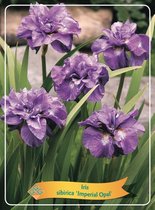 10 stuks | Iris sibirica 'Imperial Opal' P11 cm Tray 10 Stuks