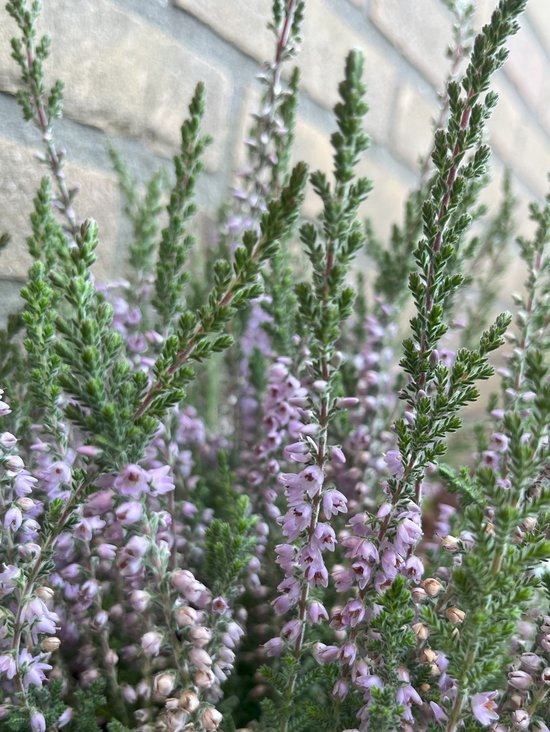 Zomerheide Grijs/Paars - 10 Stuks - Calluna vulgaris Silver Queen - P9.5 - Plant - Tuinplant - Heide