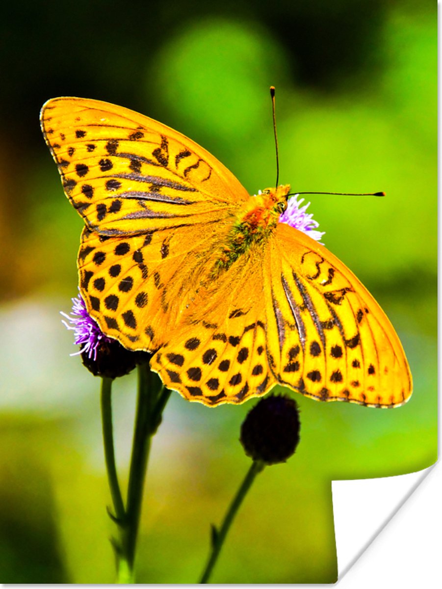 Poster Vlinder - Tijger - Bloem - 90x120 cm