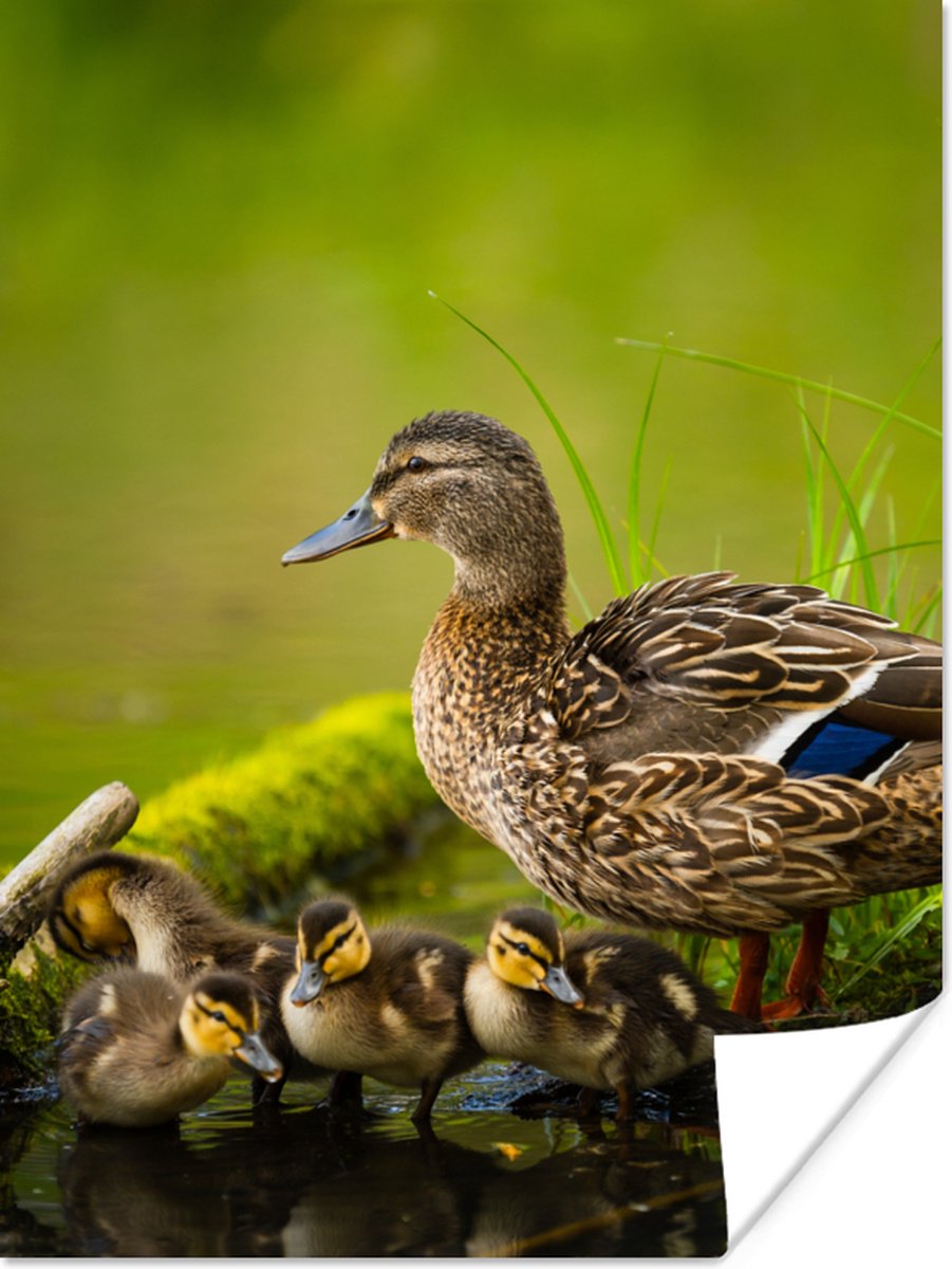 Poster Eend - Vogels - Water - Tak - Mos - 60x80 cm