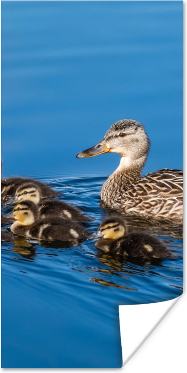 Poster Eend - Water - Vogel - Bruin - 60x120 cm