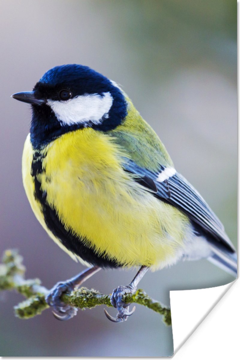 Poster Koolmees - Vogel - Tak - 80x120 cm