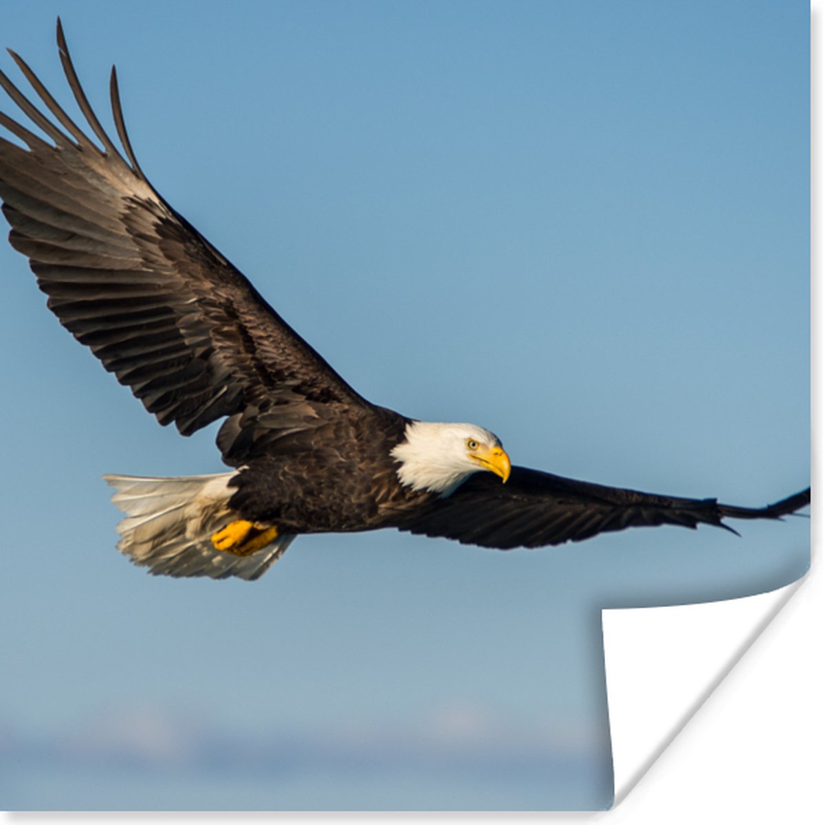 Poster Vogel - Arend - Roofvogels - 50x50 cm