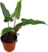 Groene plant – Philodendron (Philodendron Mexicanum) – Hoogte: 30 cm – van Botanicly