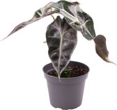 Alocasia – Olifantsoor (Alocasia Curly Bambino) – Hoogte: 15 cm – van Botanicly