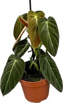 Groene plant – Philodendron (Philodendron Melanochrysum) – Hoogte: 40 cm – van Botanicly