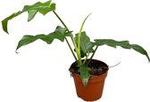Groene plant – Philodendron (Philodendron Bob Cee) – Hoogte: 30 cm – van Botanicly