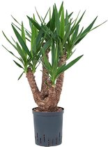 Yucca – Palmlelie (Yucca elephantipes) – Hoogte: 80 cm – van Botanicly