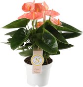 Groene plant – Flamingoplant (Anthurium Spirit) – Hoogte: 40 cm – van Botanicly