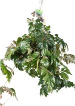 Groene plant – Wingerd (Cissus Rhombifolia Ellen Danica) – Hoogte: 50 cm – van Botanicly