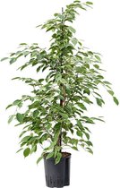 Groene plant – Rubberboom (Ficus benjamina Golden King) – Hoogte: 110 cm – van Botanicly