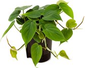 Groene plant – Philodendron (Philodendron scandens) – Hoogte: 25 cm – van Botanicly