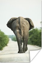 Poster Olifant - Pad - Dieren - Natuur - 40x60 cm