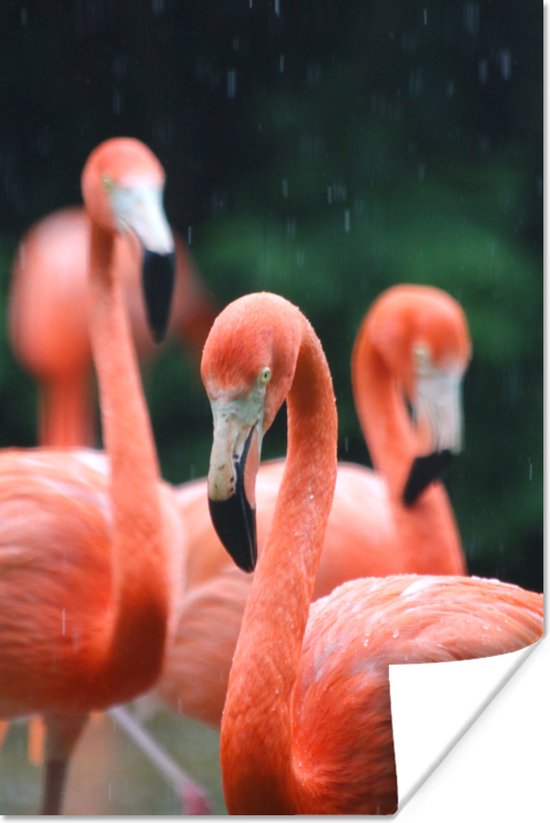 Poster Vier flamingo's gefotografeerd in de regen - 80x120 cm