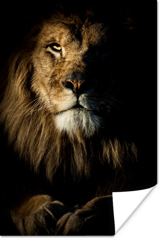 Close-up van een leeuw op een zwarte achtergrond poster papier 80x120 cm - Foto print op Poster (wanddecoratie woonkamer / slaapkamer) / Close-Up Poster