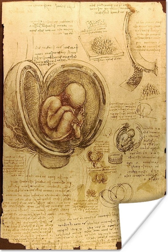 Leonardo da Vinci poster papier 80x120 cm - Foto print op Poster (wanddecoratie woonkamer / slaapkamer)