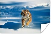 Siberische tijger in de aanval in de sneeuw Poster 90x60 cm - Foto print op Poster (wanddecoratie woonkamer / slaapkamer) / Wilde dieren Poster