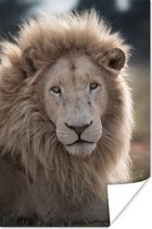 Poster Lion Witte 80x120 cm - Tirage photo sur Poster (décoration murale salon / chambre) / Poster Animaux