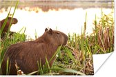 Affiche Un Capybara parmi les grands roseaux - 120x80 cm