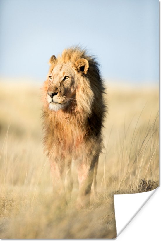 Close-up lopende leeuw Poster 60x90 cm - Foto print op Poster (wanddecoratie)