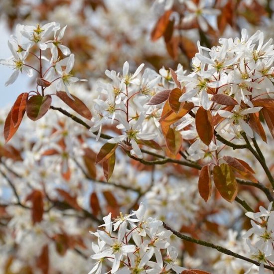Close-up van witte bloesems en roodbruine bladeren aan een tak.