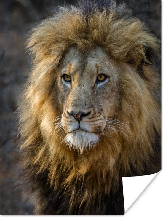 Affiche Le Roi Lion 40x60 cm - Tirage photo sur Poster (décoration murale)
