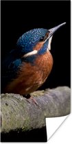 Poster IJsvogel - Tak - Veren - Zwart - 75x150 cm
