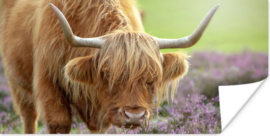 Affiche Scottish Highlander - Violet - Fleurs - 40x20 cm