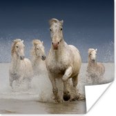 Poster Paarden - Water - Modder - 50x50 cm